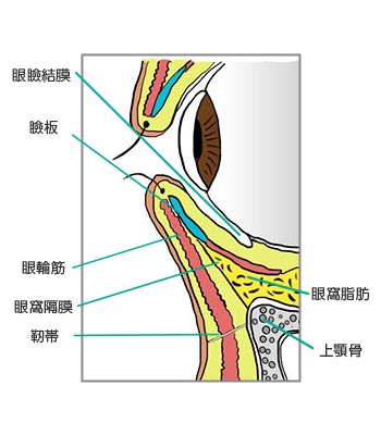 正常な下眼瞼の断面